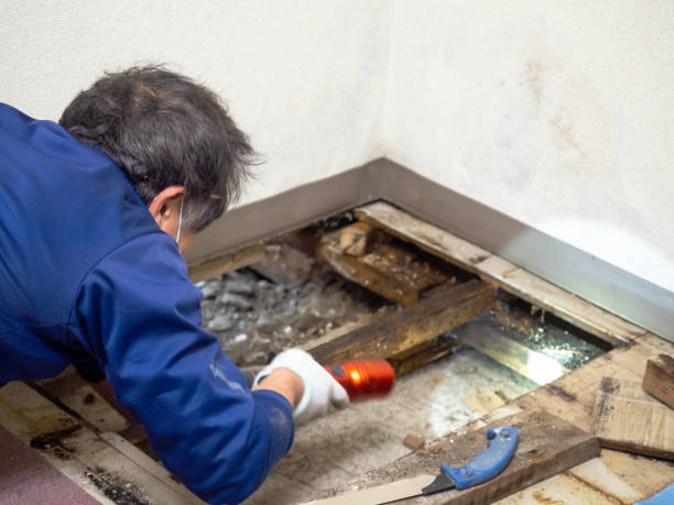 Best Mold Testing and Removal  in Plainwell, MI