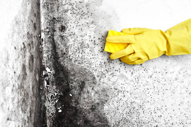 Best Mold Removal Process  in Plainwell, MI