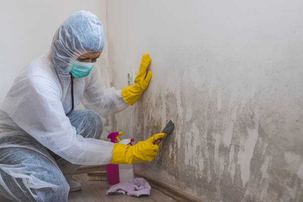 Best Commercial Mold Removal  in Plainwell, MI