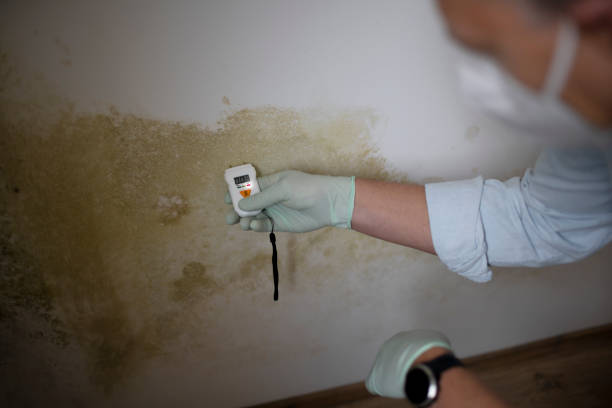 Best Toxic Mold Removal  in Plainwell, MI