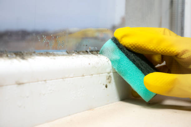 Best Mold Removal Company Near Me  in Plainwell, MI