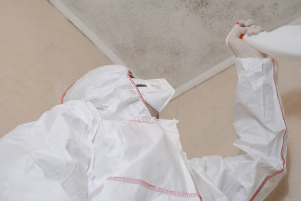 Best Attic Mold Removal  in Plainwell, MI