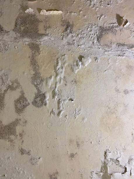 Best Mold Removal Company Near Me  in Plainwell, MI