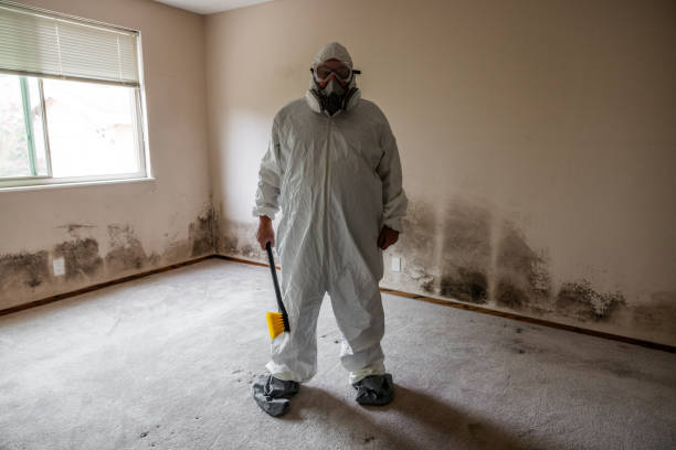 Professional Mold Removal in Plainwell, MI