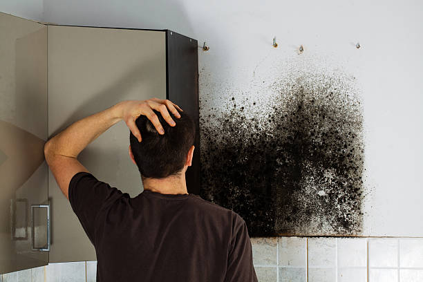 Best Mold Testing  in Plainwell, MI