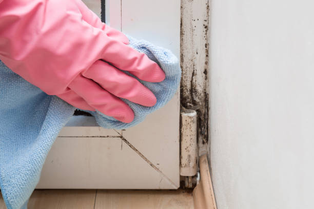 Best Professional Mold Removal  in Plainwell, MI