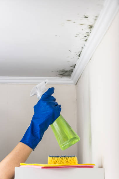 Best Mold Testing  in Plainwell, MI