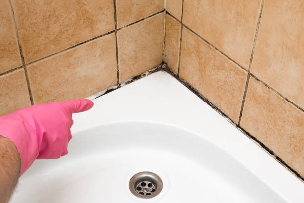 Best Certified Mold Removal  in Plainwell, MI